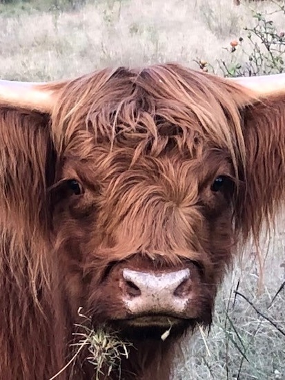 Victims lose thousands of dollars in ‘sophisticated’ mini cow scam