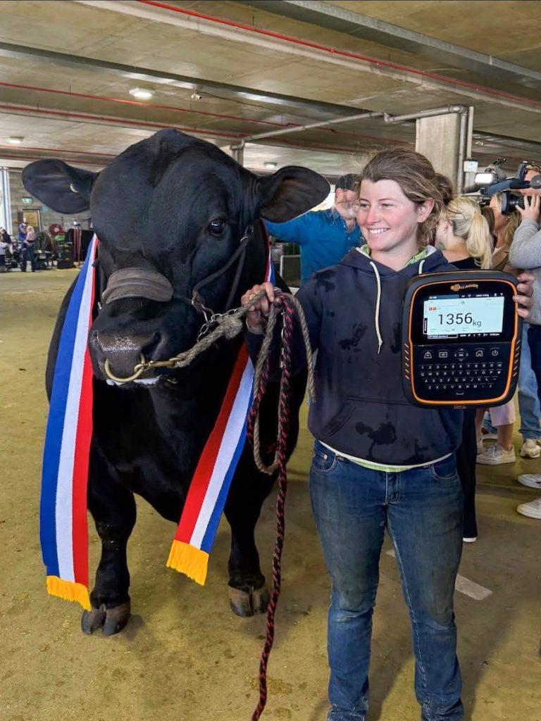 Weighing as much as a car, ‘Buster’ the bull wins another ag show title