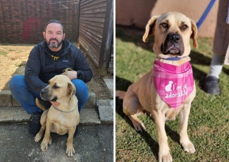 Bobby gets adopted – SPCA concerned over online animal cruelty