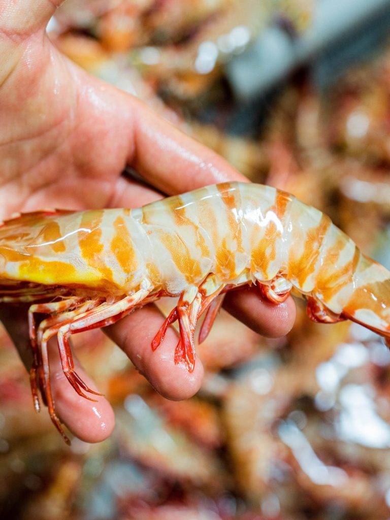 Fishing fleets stay docked as tiger prawn season opens