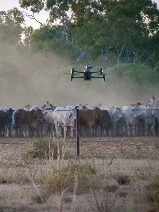 Night-vision drones round up fugitive cattle from the sky