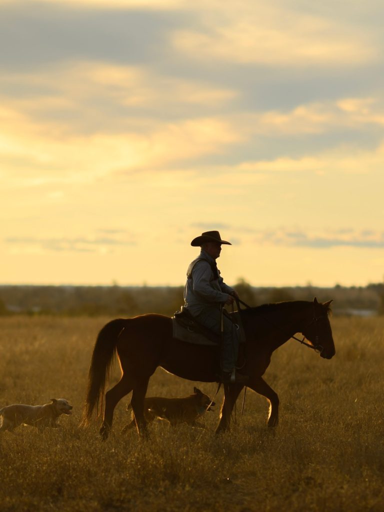 Epic trek drives 1,670 head of cattle over 770km for a good cause