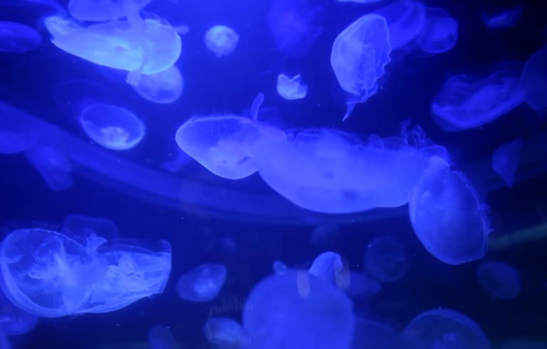 Jellyfish invasion shuts down reactors at French nuclear power station