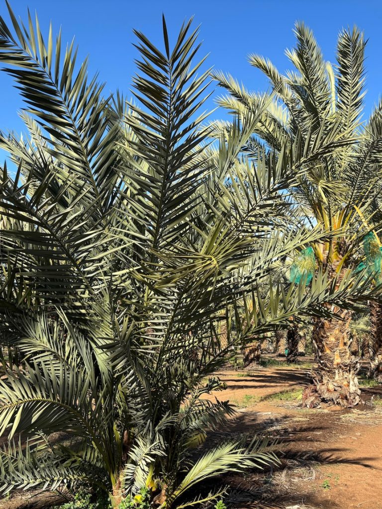 Date industry looking for growers keen to capture ‘seller’s market’