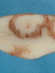 Virus ‘previously exotic to Australia’ found in Tasmanian potatoes