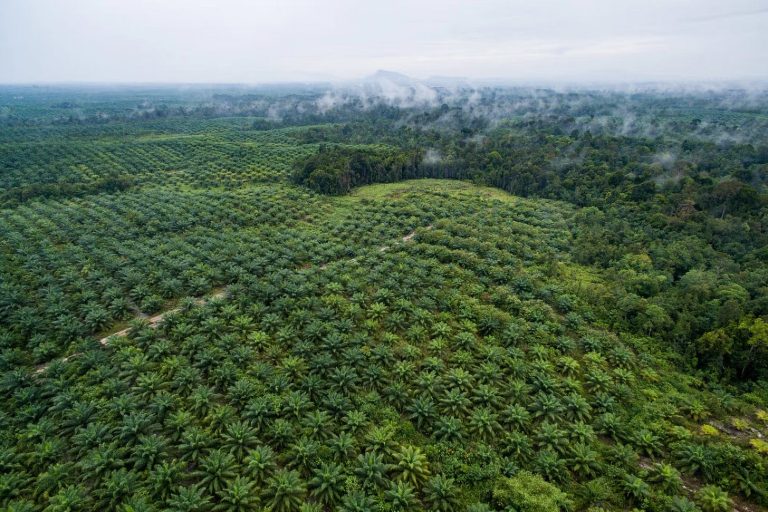 Indonesia Legalizes Palm Oil Plantation Seizures