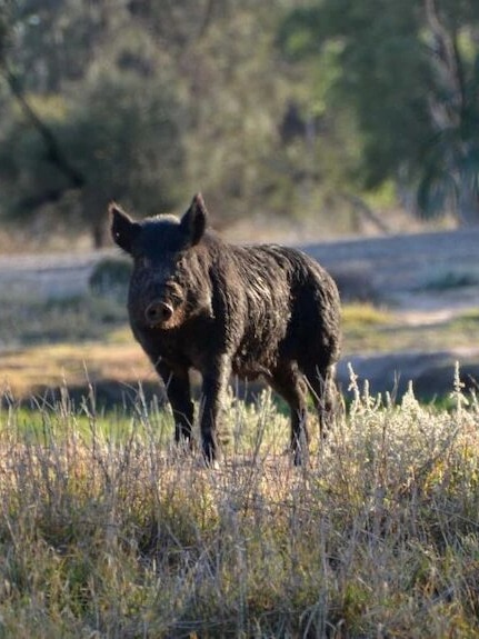 Record pig kill shocks farmers struggling with damage from pest
