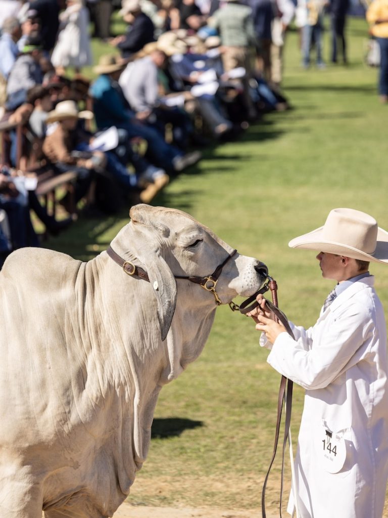 Controversy over Ekka cattle competition prompts call for change