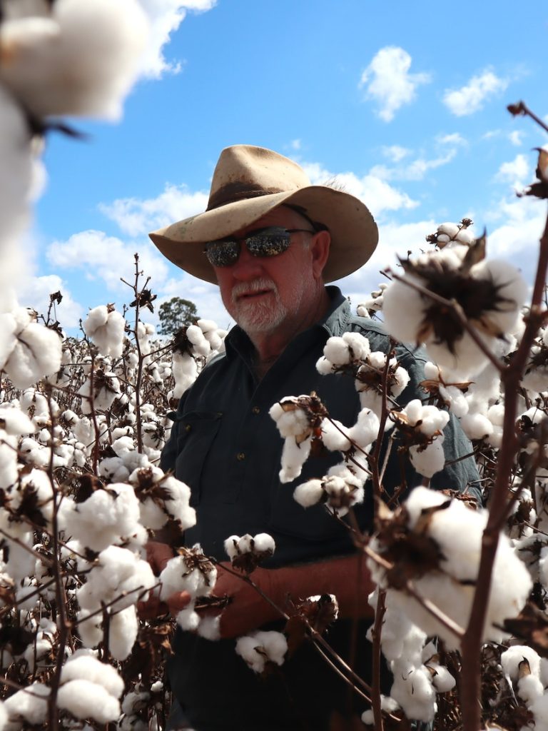 Hopes bumper cotton crop will lure Far North Queensland growers back