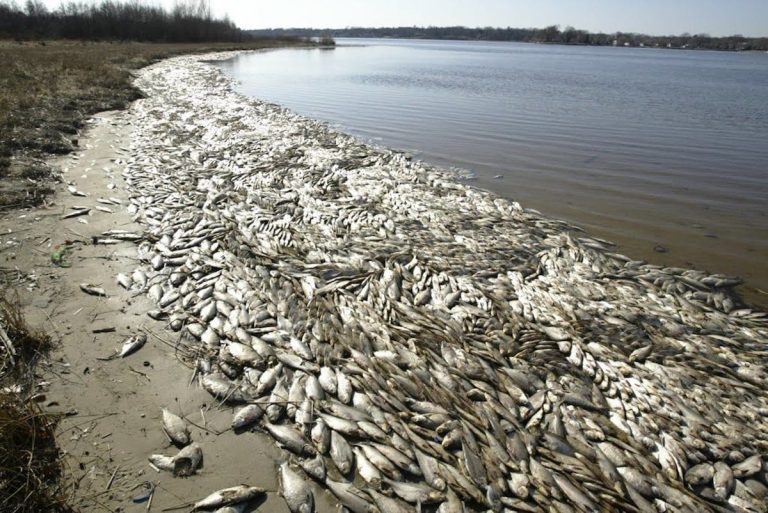 Viet Villagers Still Seek Justice in Steel Mill’s Toxic Spill