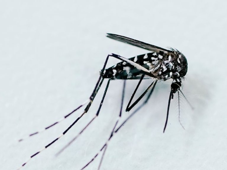 New EU record for viral disease brought by mosquitoes