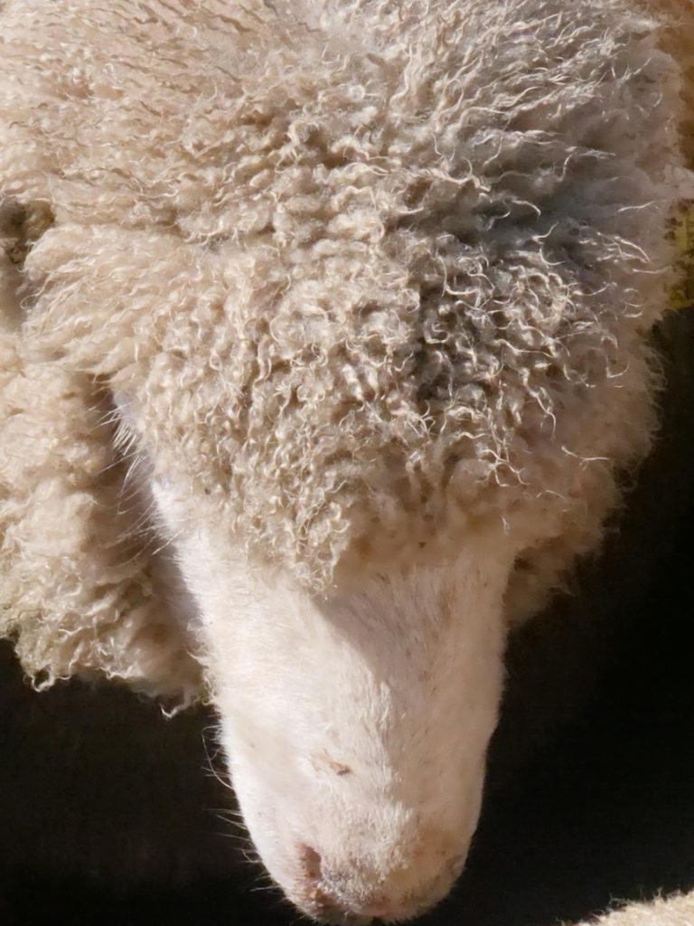 Jail for Victorian farmer whose neglect caused death of 2,500 sheep