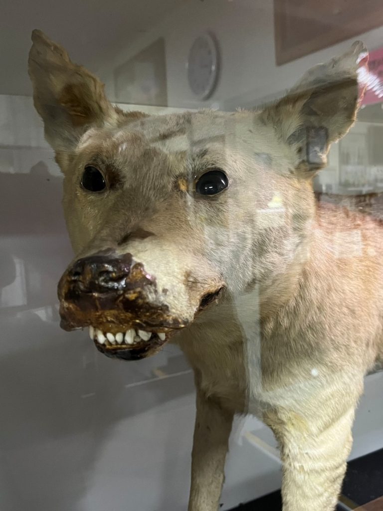 Questions remain over Tantanoola tiger 130 years after it was shot dead
