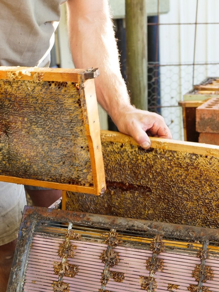 Invasive beetle attacks already weakened bee hives ahead of spring