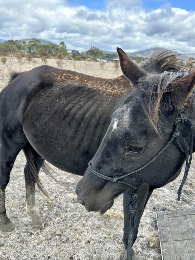 No charges laid over emaciation of horses once owned by Vanessa Goodwin