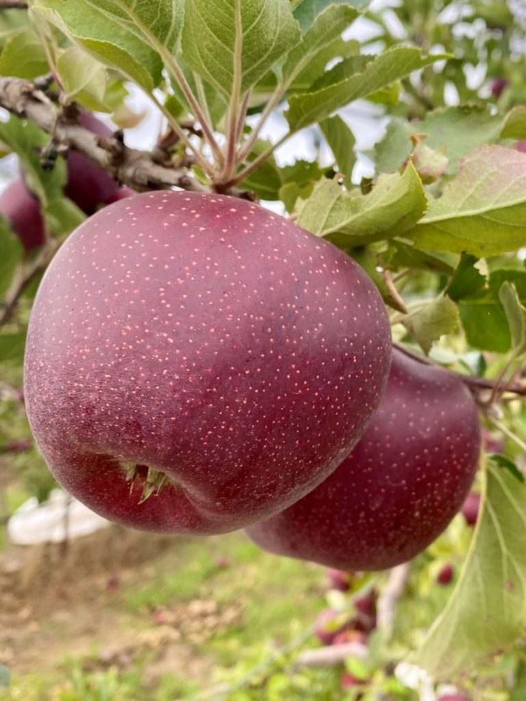For the first time, Americans will experience this homegrown WA apple