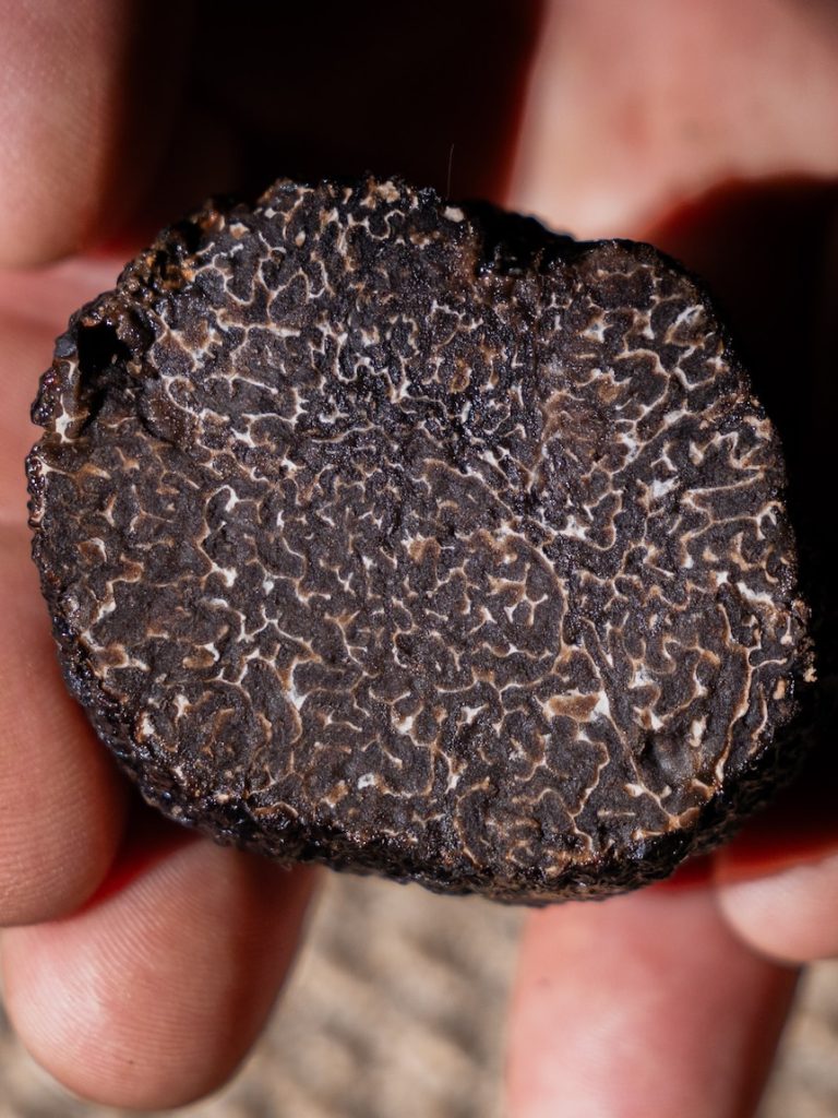Demand for truffles continues to climb despite $3,500 per kilo price tag