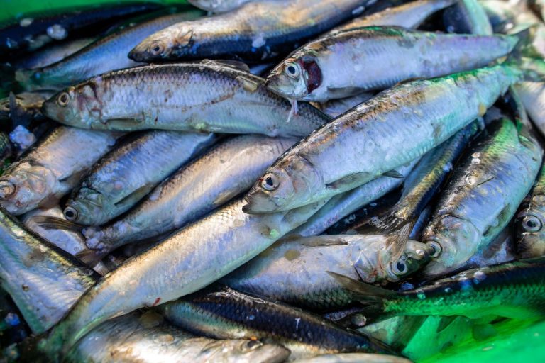 EU proposal: Maintain criticized fishing quota
