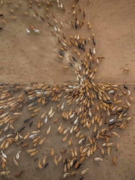 Supermarket giants split on beef linked to land clearing