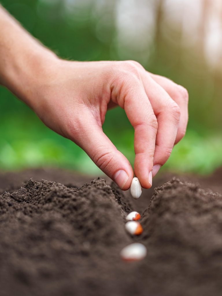 Veggies and herbs you can easily grow from seeds