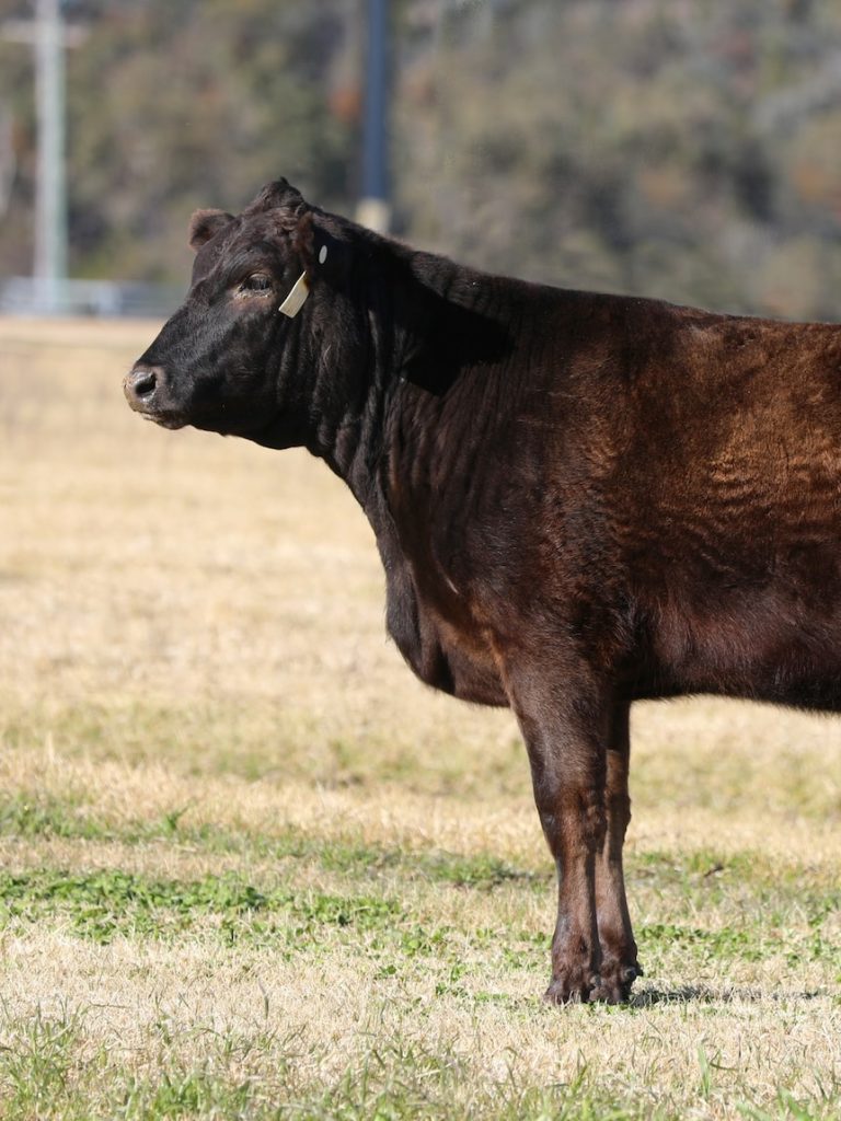 Wagyu heifer sells for $350,000 as Australian cattle market rises