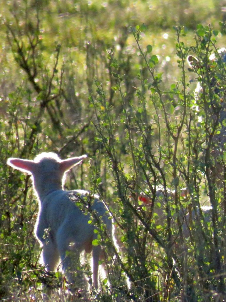Sheep’s natural windbreaks are often removed but a solution is taking root
