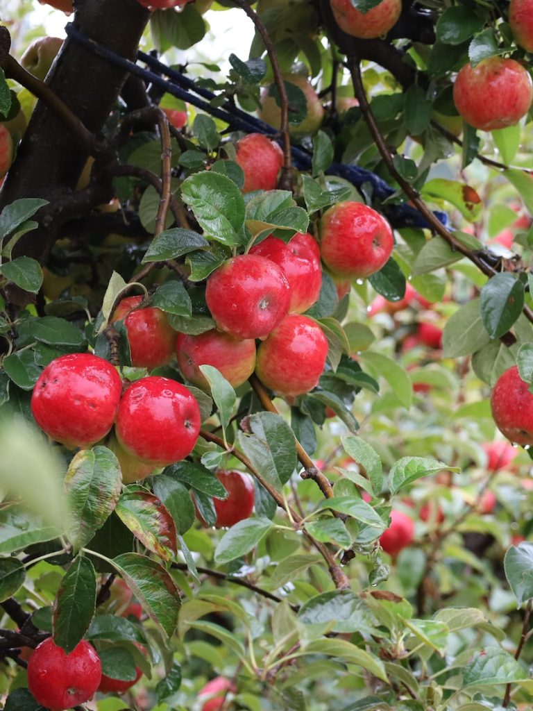 Aussie apple exports to Canada easier as restrictions relaxed