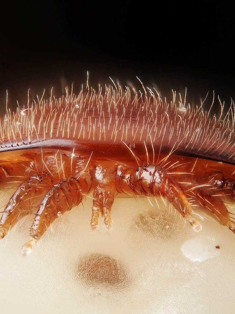 Varroa mite detected in South Australia for first time