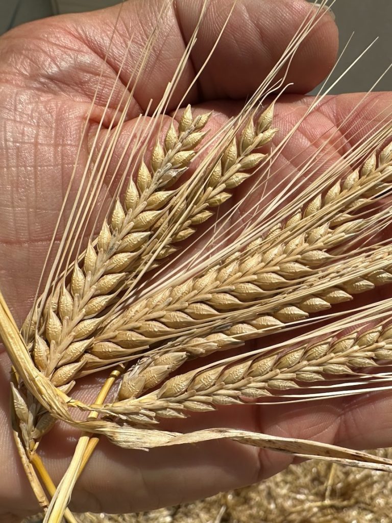 Major brewer focuses on grain grown sustainably by farmers