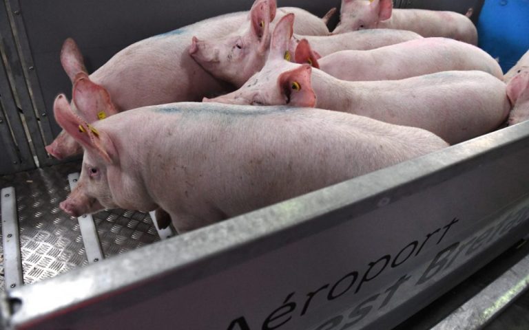 European pork: China to impose provisional anti-dumping duties