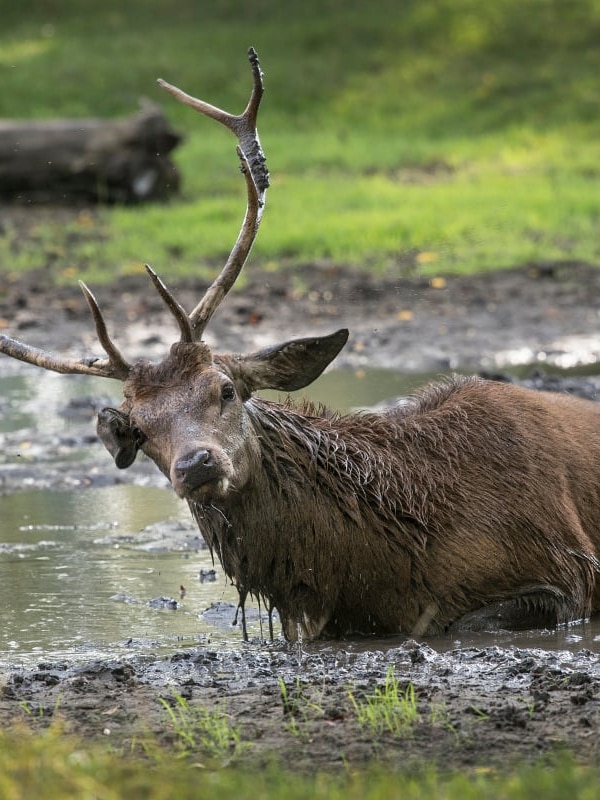 Recreational shooter says culled WA deer look to have suffered