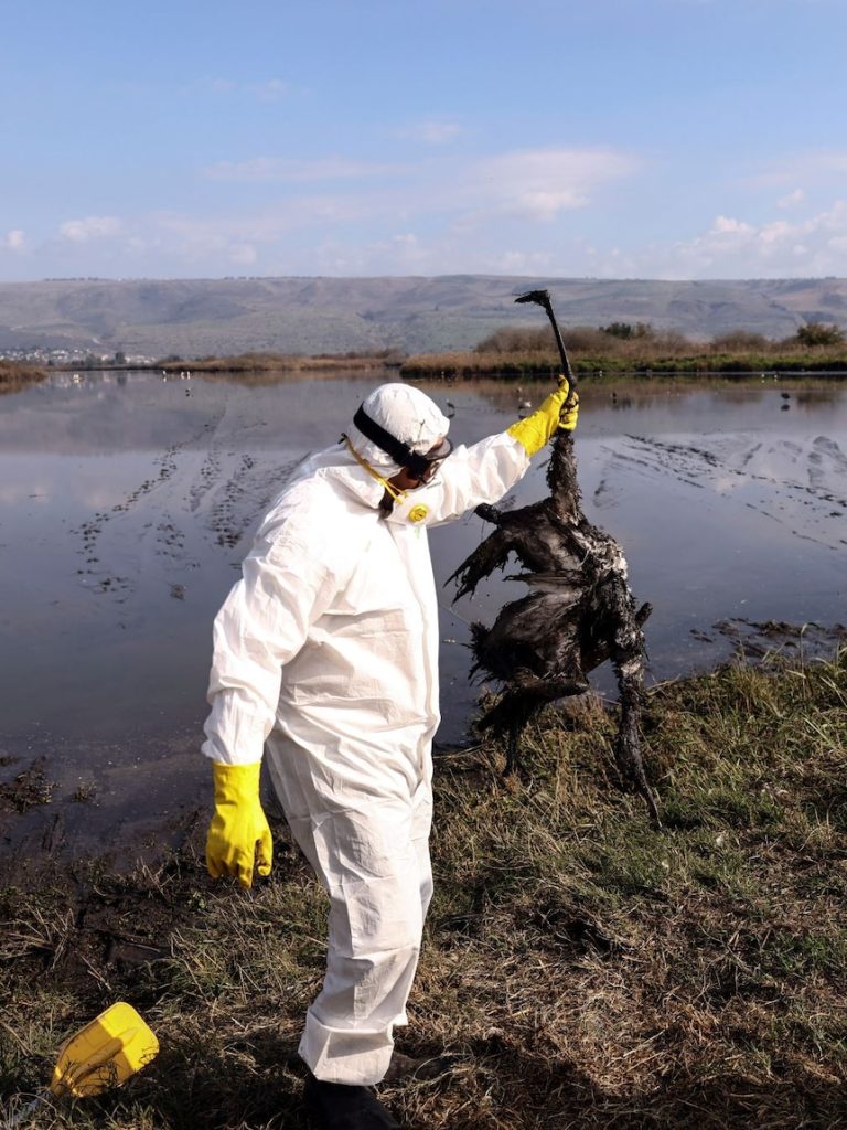 ‘Time of trepidation’ as bird flu risk increases in Australia in spring