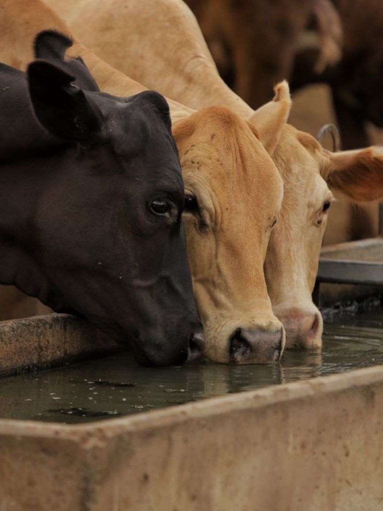 Queensland cattle breeder awarded more than $52m after court battle