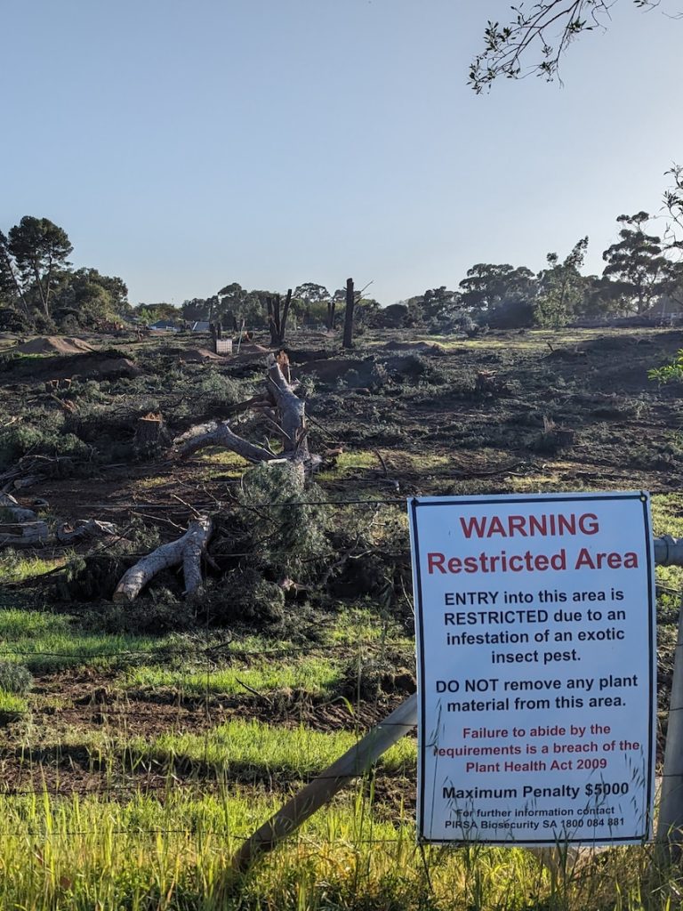 Pine tree pest threatens $3b forestry industry as more SA trees in danger