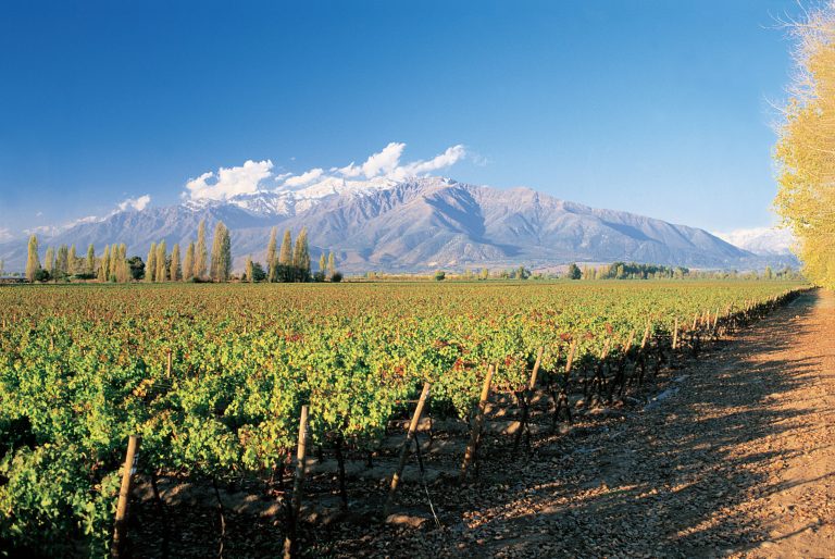 The story behind a bottle of wine: How monoculture is starving central Chile