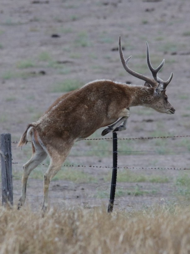 Environmental advocate warns feral deer will become Australia’s next plague