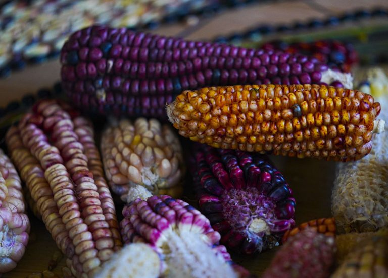 Are GMOs Safe? A Molecular Geneticist Speaks Out