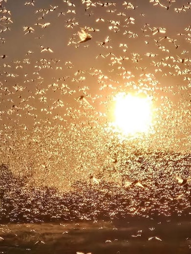 Graziers welcome $4.5 million for locust control as swarms intensify