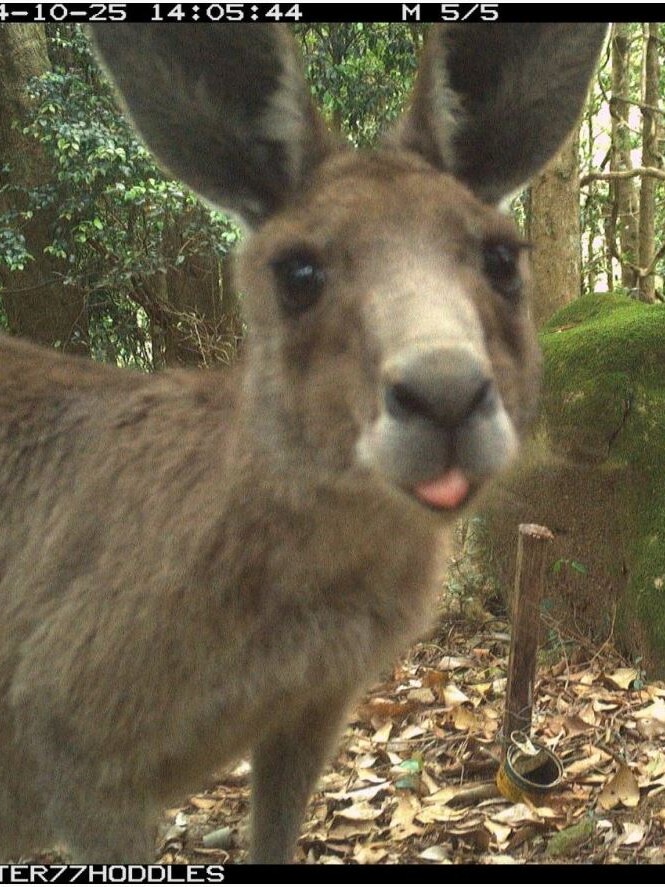 Landholders capture more than 1.4m photos in wildlife diversity lesson