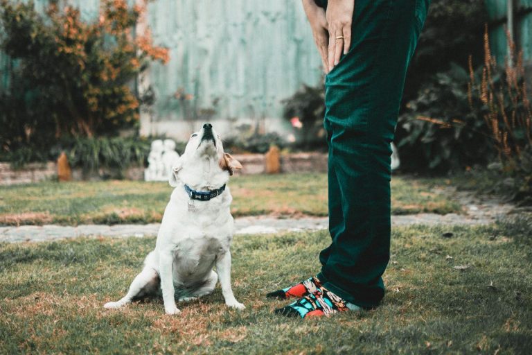 Is it legal in South Africa for your pets to inherit your assets?