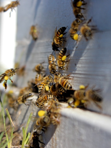Beekeepers finding it harder to access ‘vital’ public land