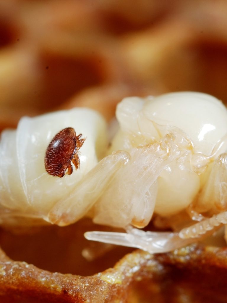 Infected hives removed but varroa could still be in SA, authority says