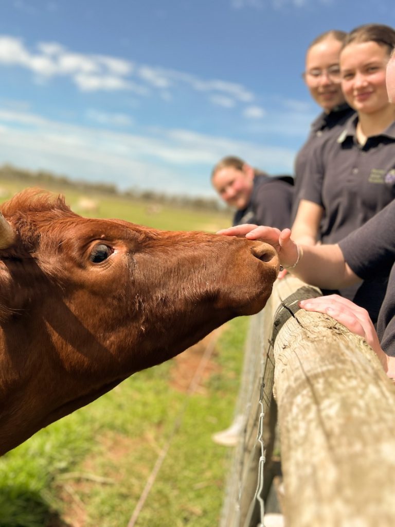 Small town school enrolments boom with chickens and cows on the curriculum