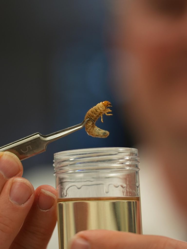 Tiny worm devastating farmers across Western Australia’s south east