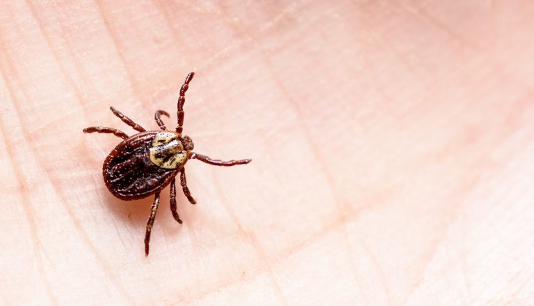 These Texas Scientists Are Doing Their Best to Thwart Scary Mosquito-Borne Diseases