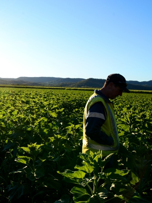 Report exposes ‘extremely concerning’ risk to food supply as climate warms