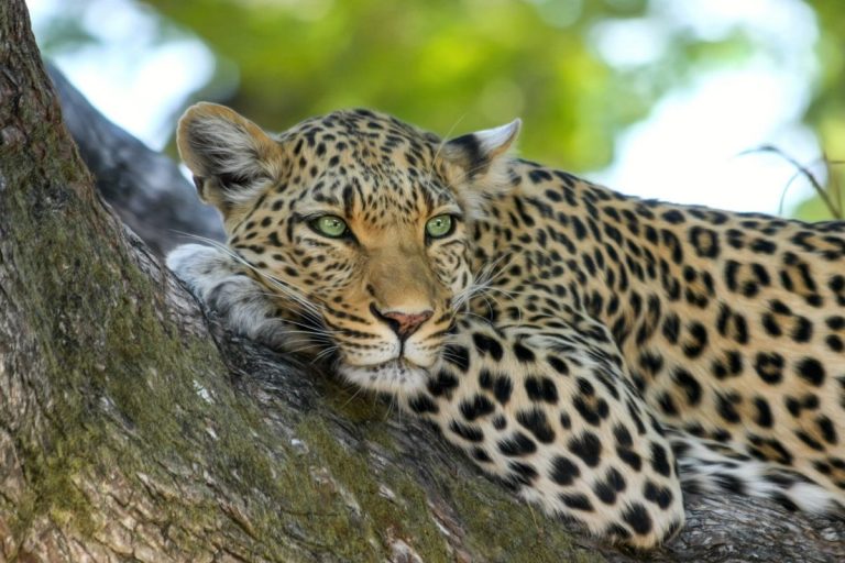 The story of the bronze leopard of Hout Bay