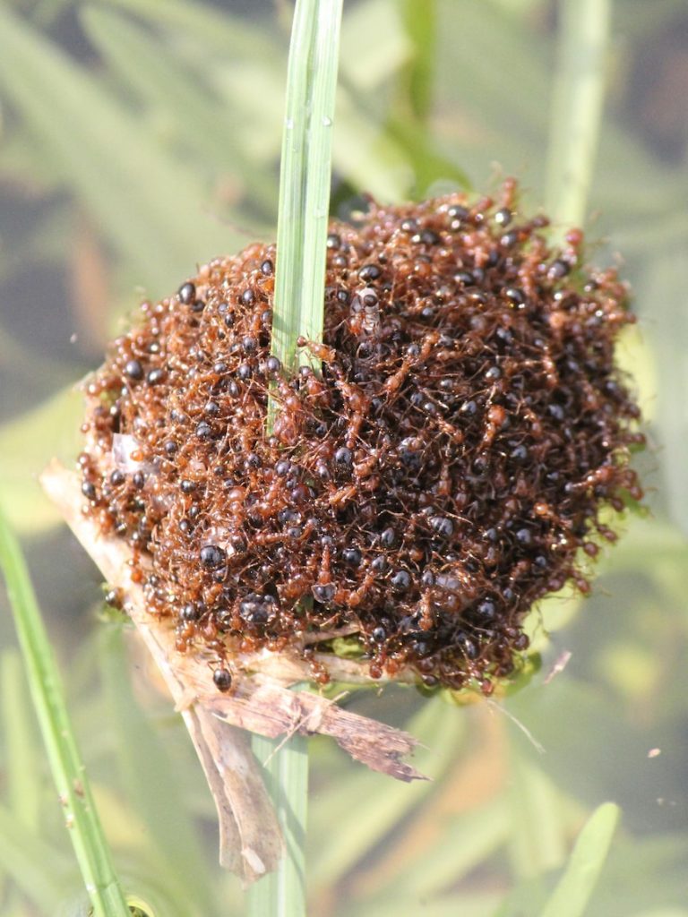 Australia warned ‘window of opportunity’ to eradicate fire ants is ‘closing’