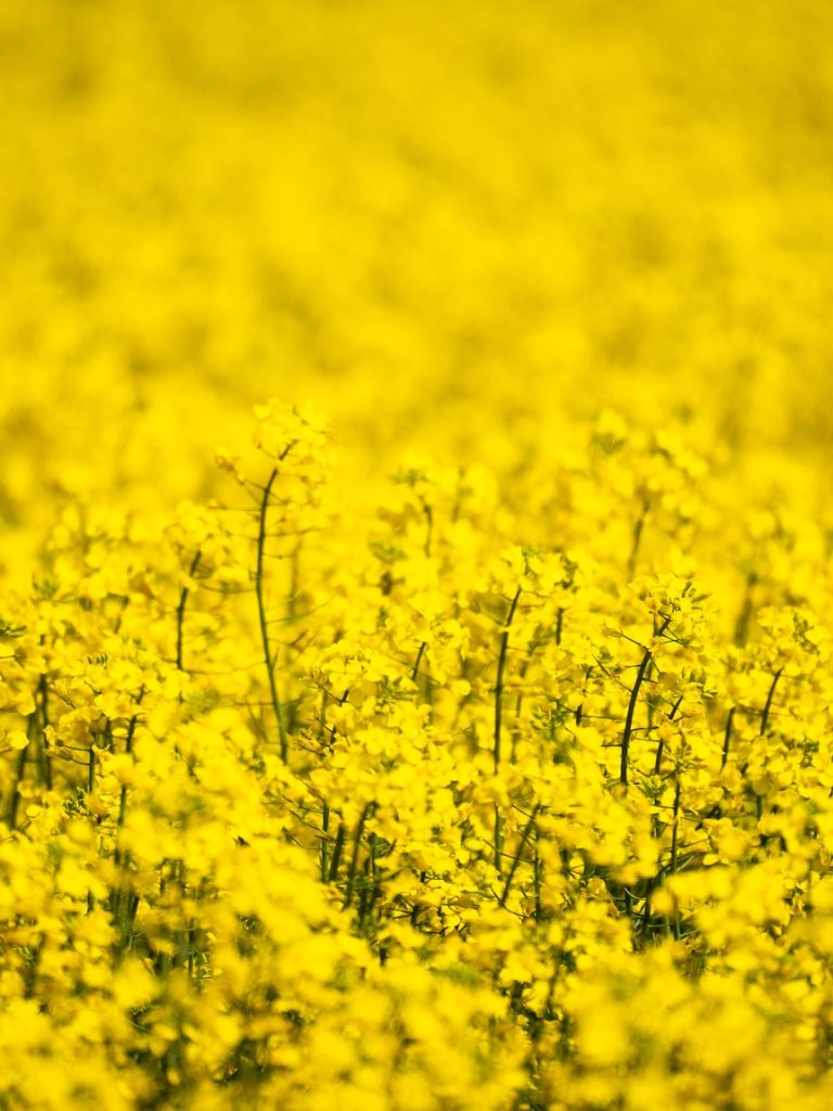 Farmers notice more canola crop trespassers wandering into paddocks