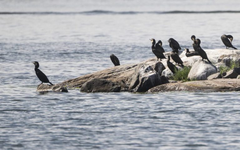 EU debate on measures against the cormorant